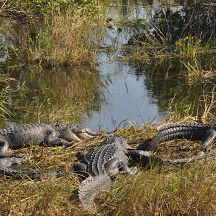Everglades National Park